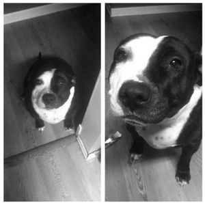 Meet your Posher, Andre